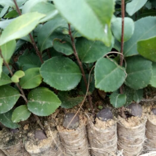 融安县 油茶苗