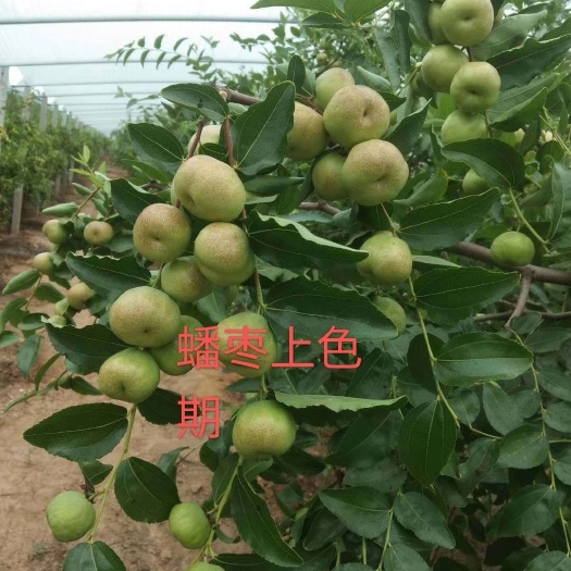 滨州冬枣树苗  蟠枣树苗大量供应免开甲易管理
丰产稳定，个头大脆甜汁多…