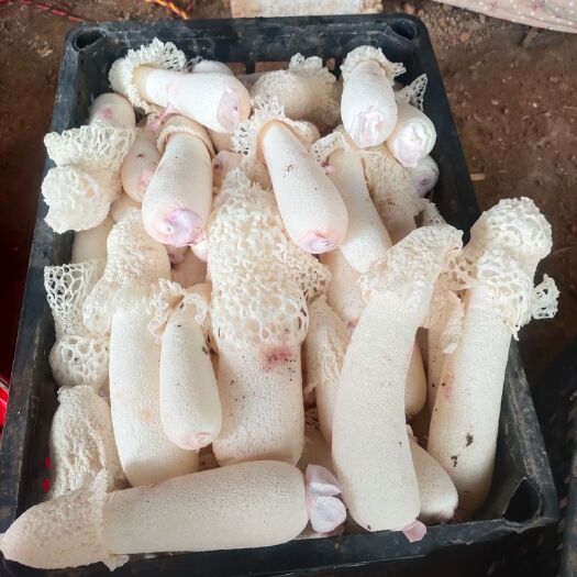 安龙县红托竹荪 干竹荪