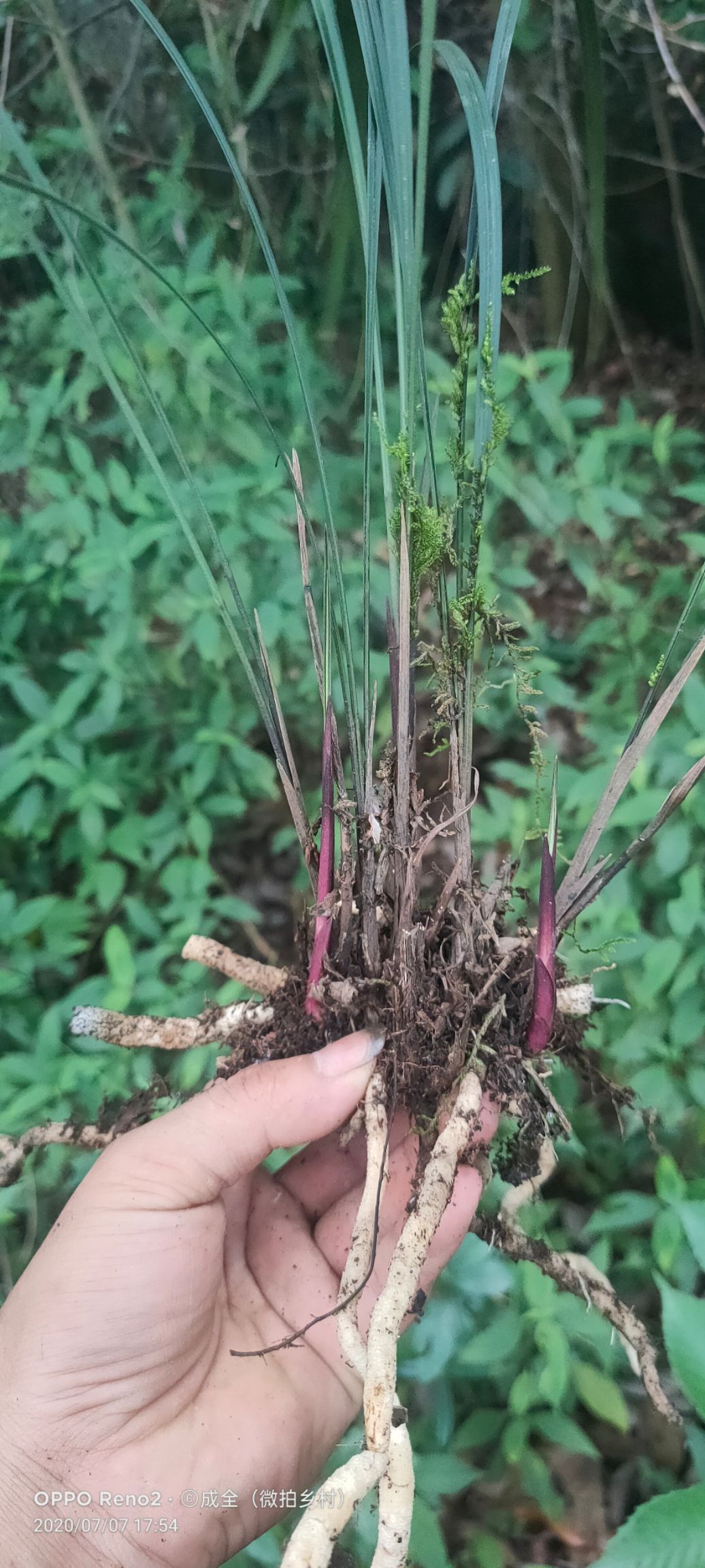 贵州紫秀寒兰