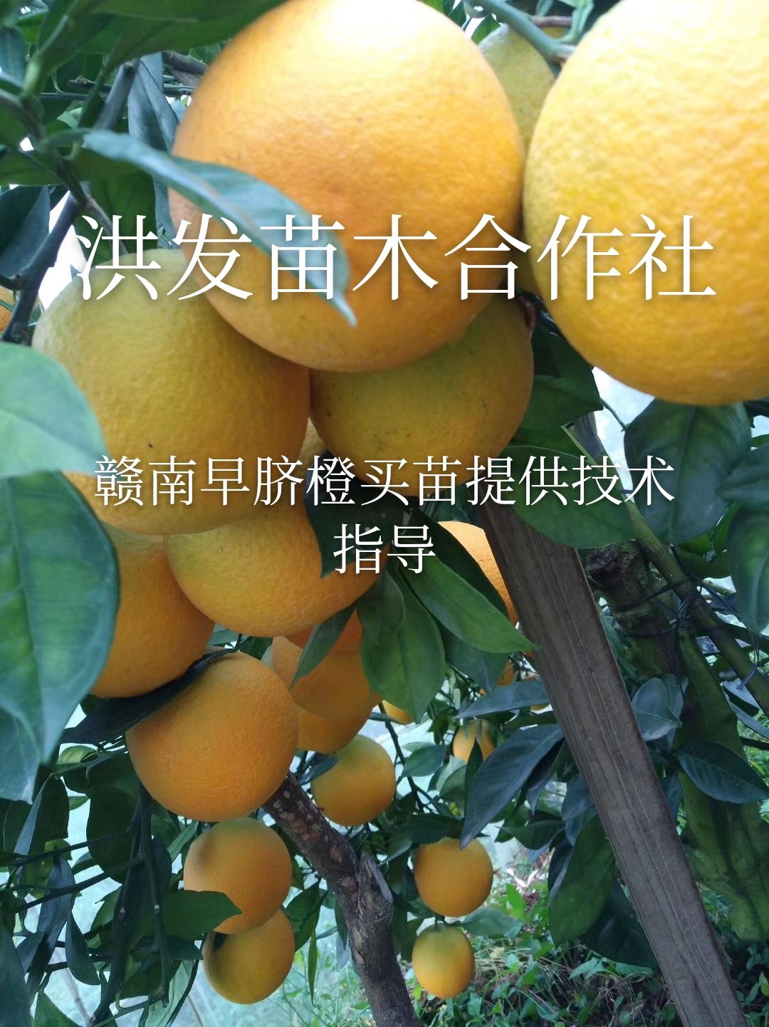 赣南早脐橙枝条，芽条，脐橙枝条