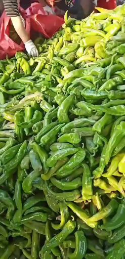 圆椒 现货大量上市，精挑细选，质量保证！！