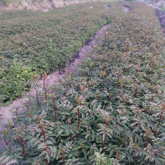 西昌市红花椒苗 大量出售红花椒袋苗，裸根苗