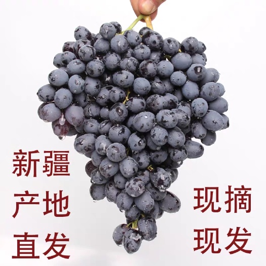 哈密 新疆无核紫葡萄，现摘现发。欢迎批发商前来咨询。