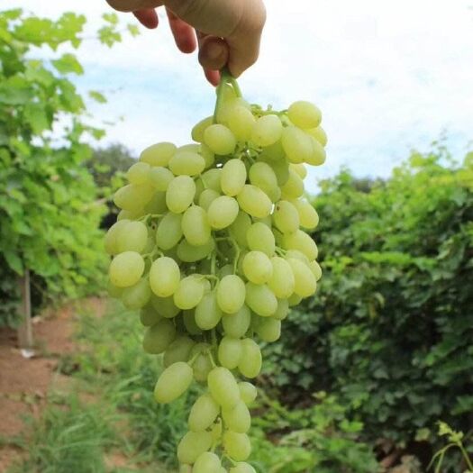 伊宁县 新疆葡萄 无核白 红提等