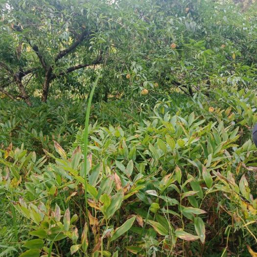 慈利县 新鲜玉竹成熟啦