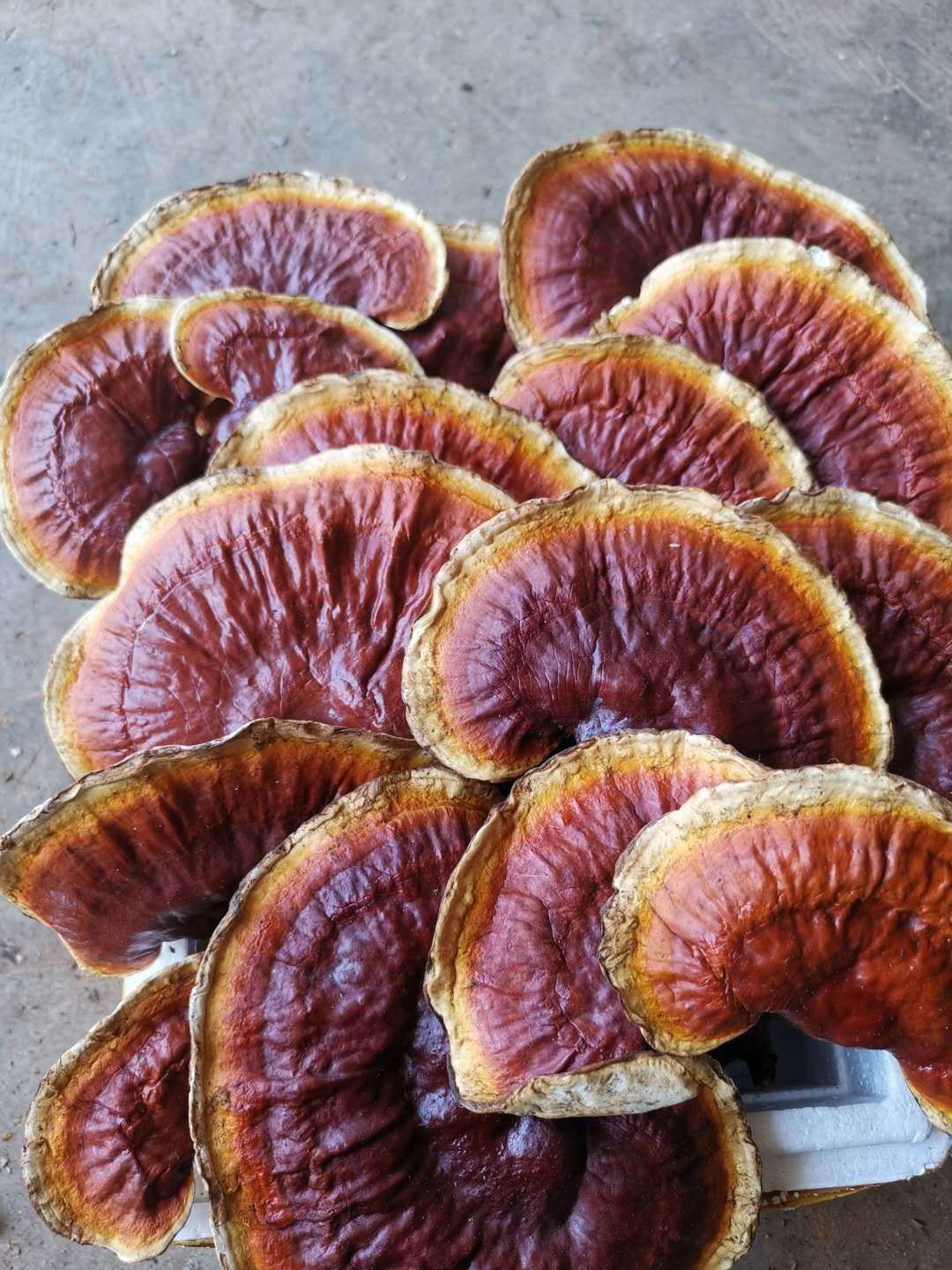 金边灵芝  精品灵芝