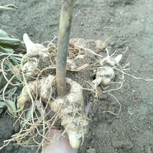 略阳县 统货，鲜货，姜型甜黄精，