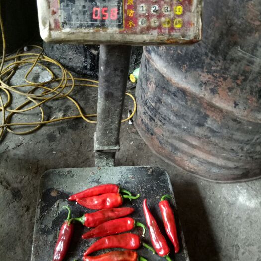 老河口市 200吨红辣椒