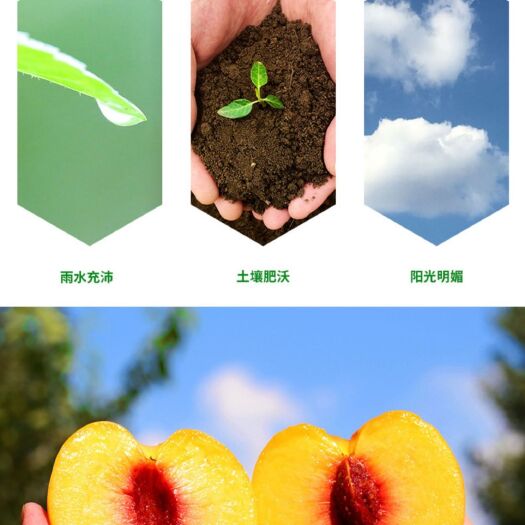 枝江市 锦绣黄桃，果园，全国包邮，坏果包赔