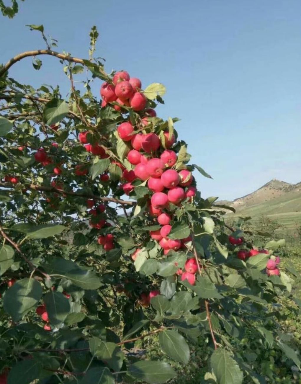  沙果红沙果