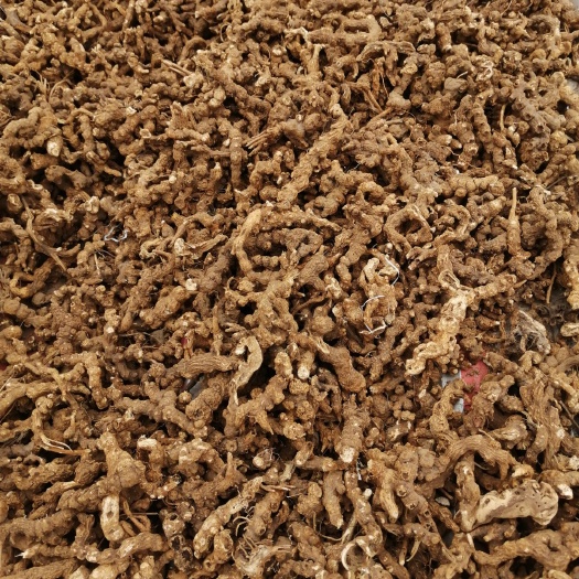 饶河县茅苍术  苍术