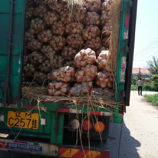 尤金885土豆 产地供应，质量可靠，合作共赢