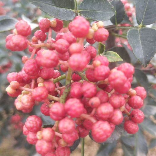 潼关县凤椒，花椒之乡，  自家种的花椒天然无公害绿色食品放心食用
