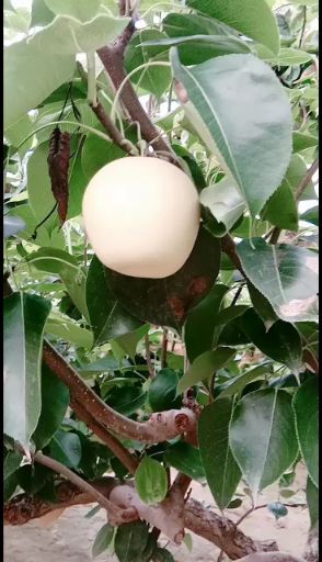 大名县 皇冠梨种植基地，现货大量供应，今年我们这里无自然灾害，果质好