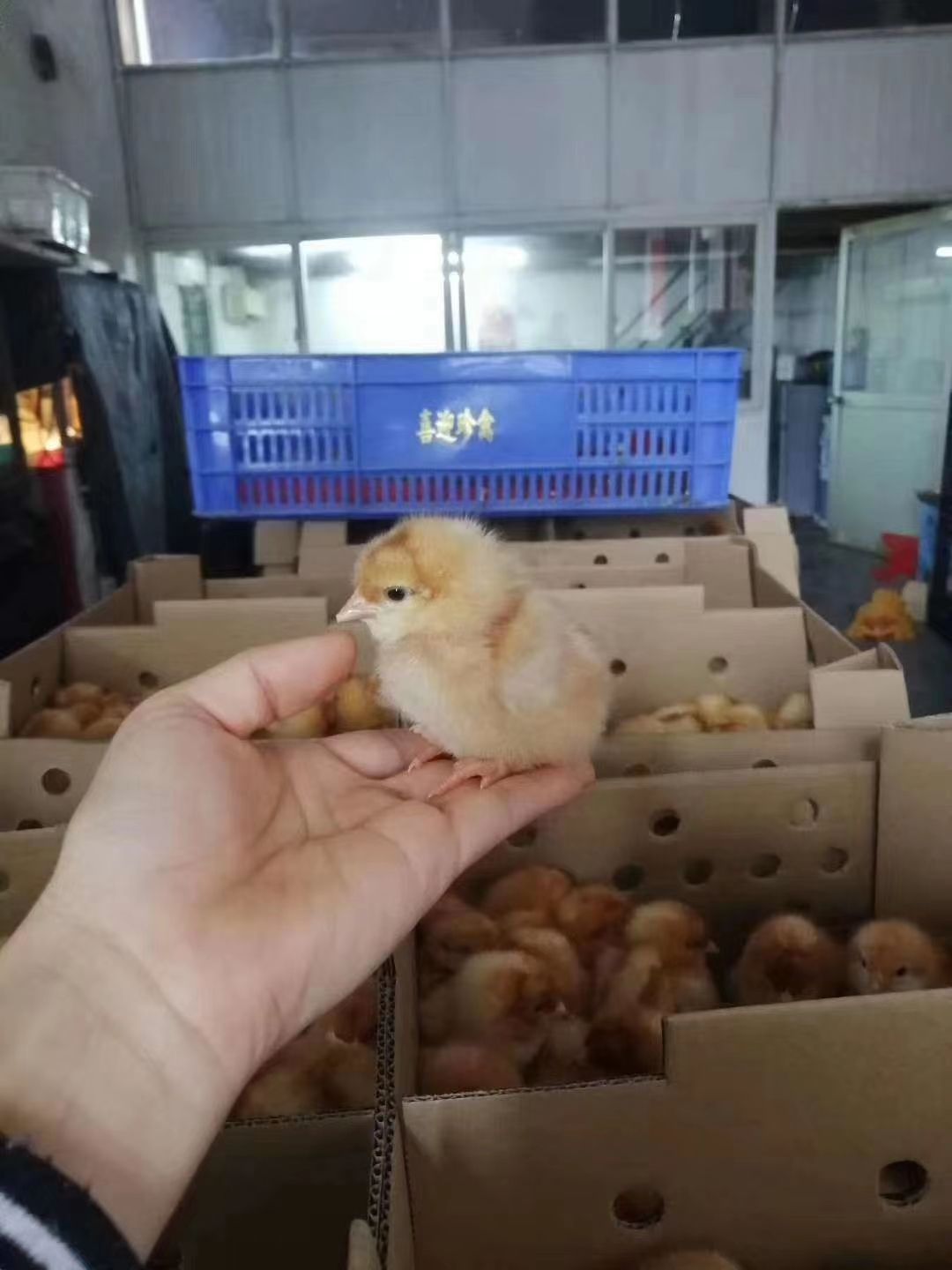  海兰褐红毛蛋鸡苗