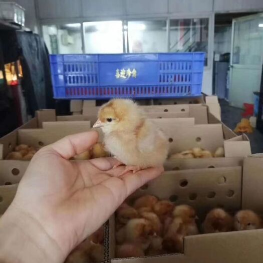 广州 海兰褐红毛蛋鸡苗