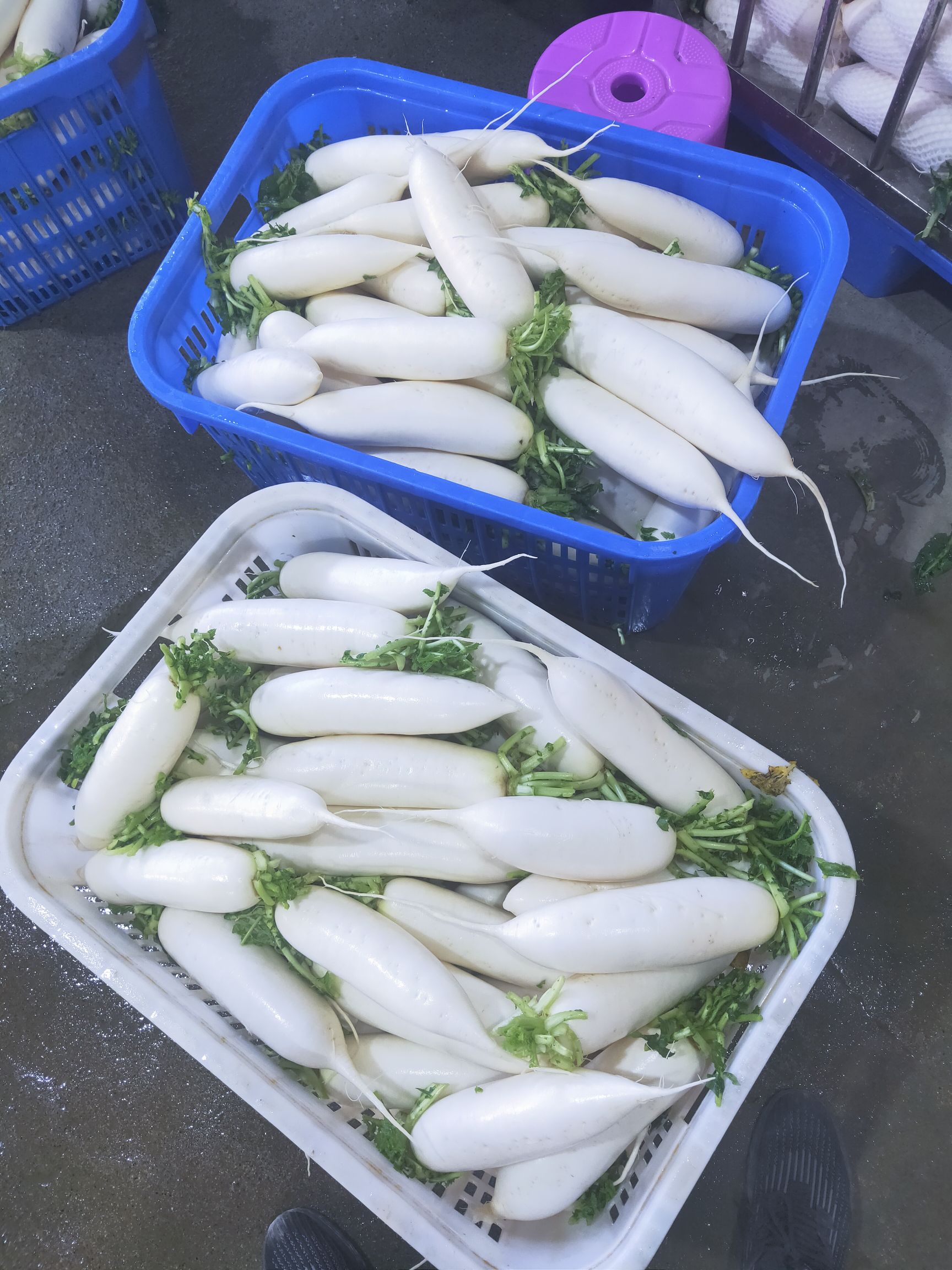 沙洋县白萝卜 1.5-2.5斤蔬菜基地直供 无中间商12小时发货