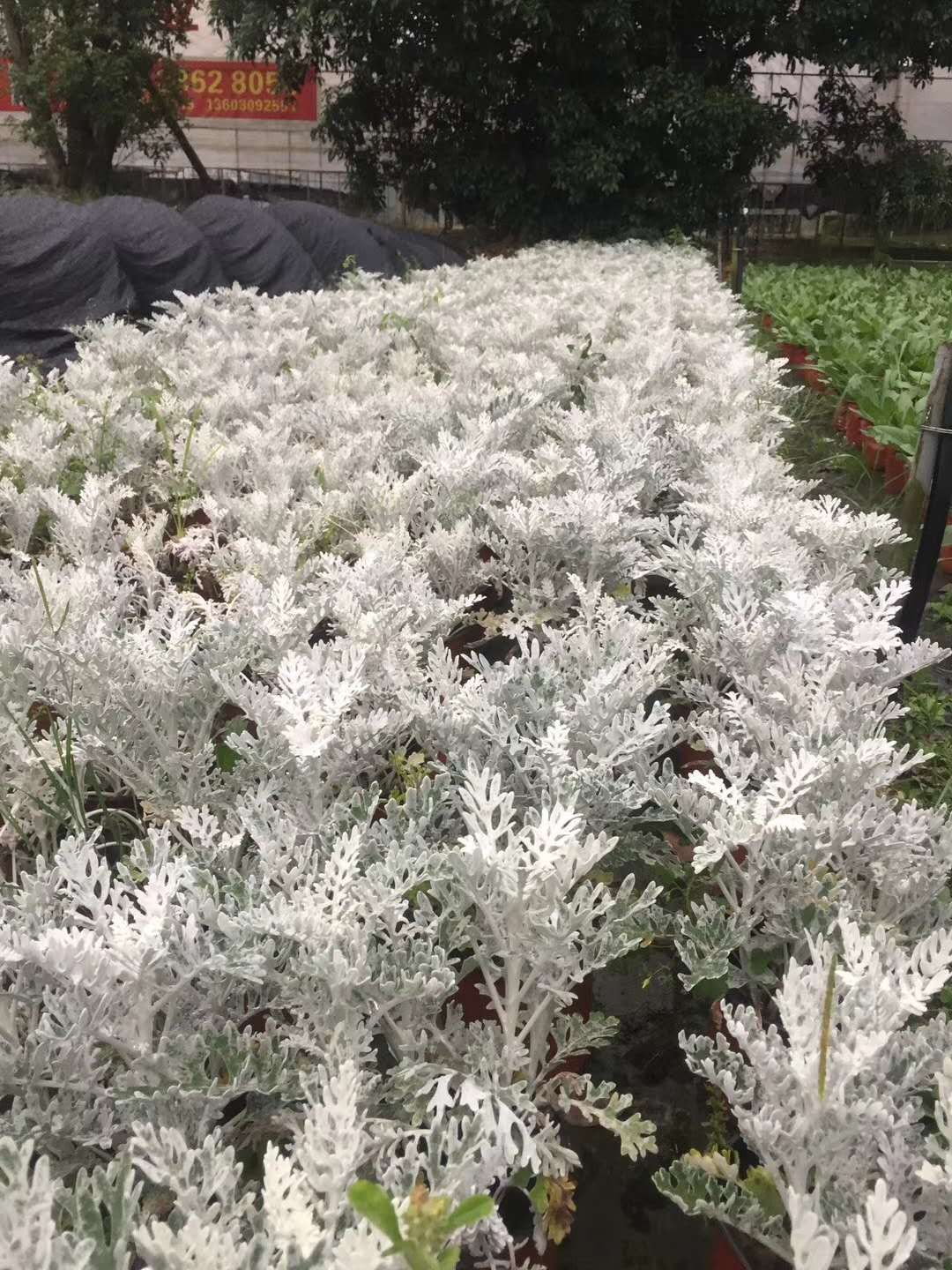  基地直销银叶菊 种植户直接批发出售 银叶菊货好价优