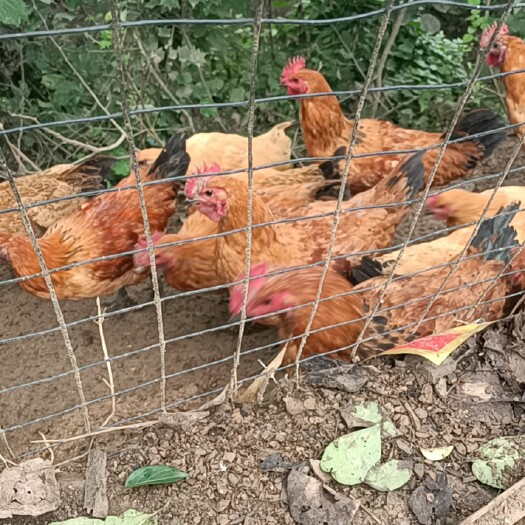 宁强县 散养麻乌土鸡