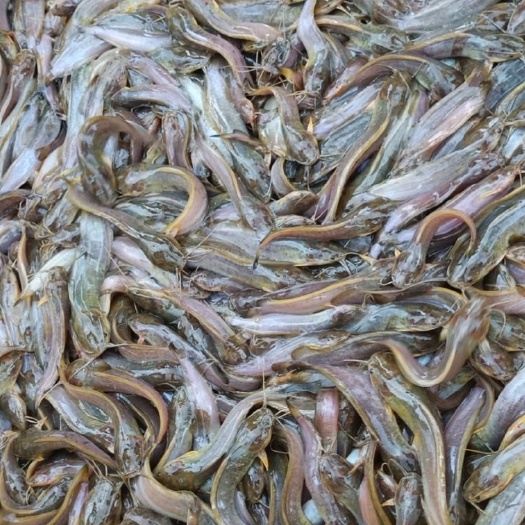 南宁三黄塘鲺 塘虱鱼苗，三黄塘虱鱼苗，土塘角鱼苗