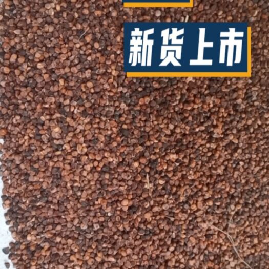 宁阳县山杏种子 马莲种子