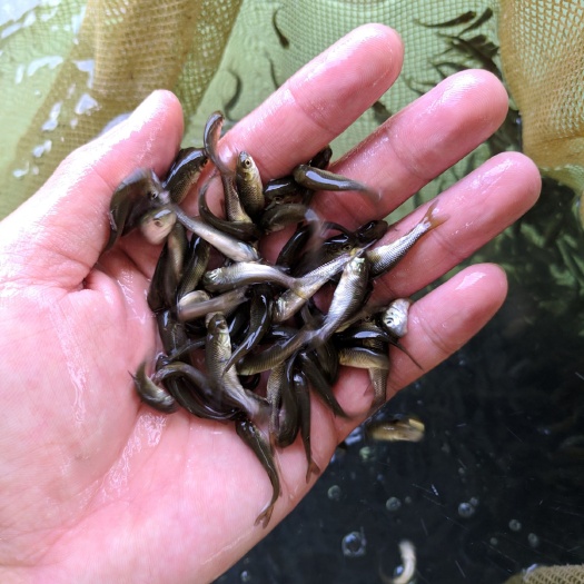 江门 草鱼苗鲩鱼苗