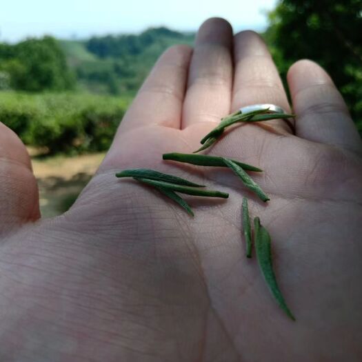 信阳 河南信阳十大名茶毛尖源产地，自产自销由茶王之乡老茶农亲自监