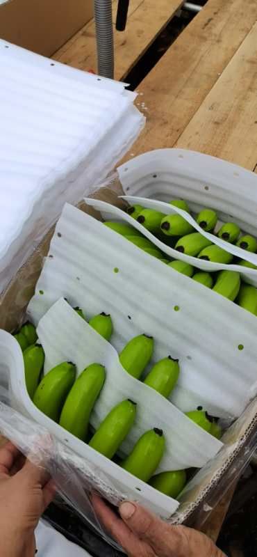 广东湛江香蕉 好货抹花 基地一手货源