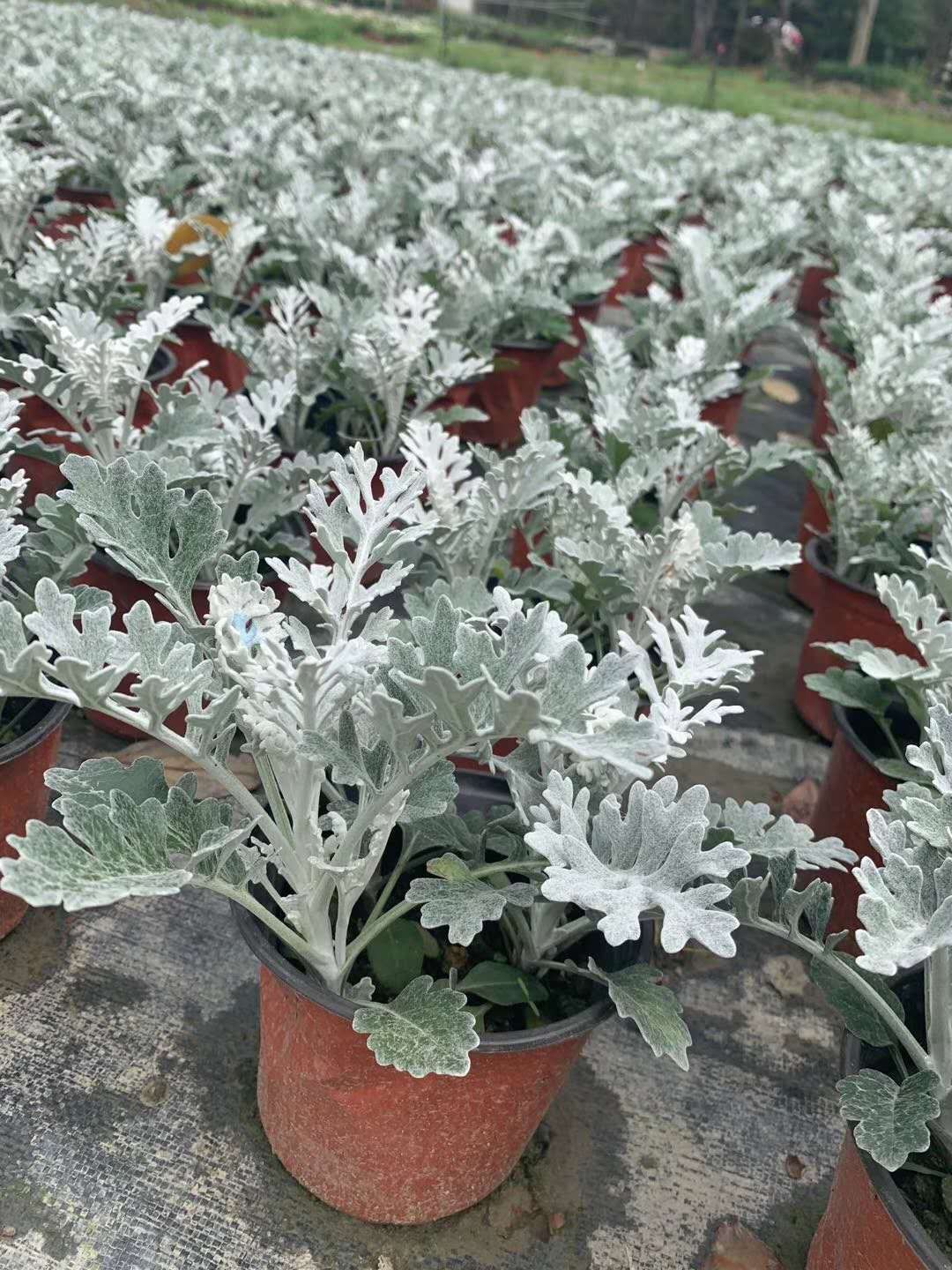  基地直销银叶菊 种植户直接批发出售 银叶菊货好价优