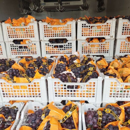 邯郸 邯郸葡萄大量上市品种多价格低