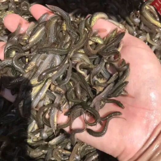 南宁泥鳅苗  杂交泥鳅鱼苗，