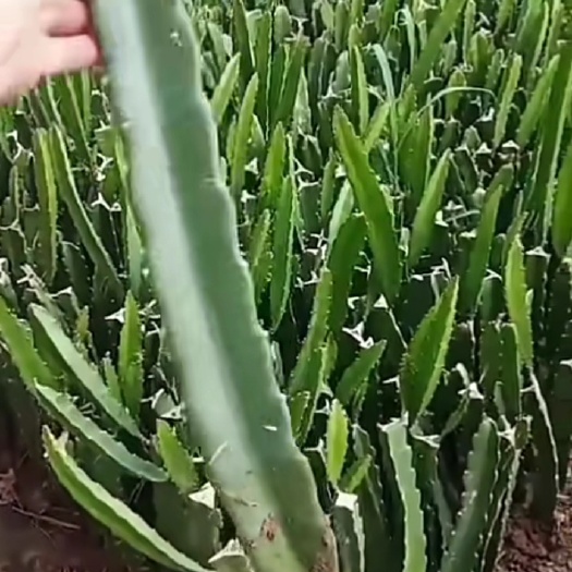 东海县 大量红心火龙果苗木出售