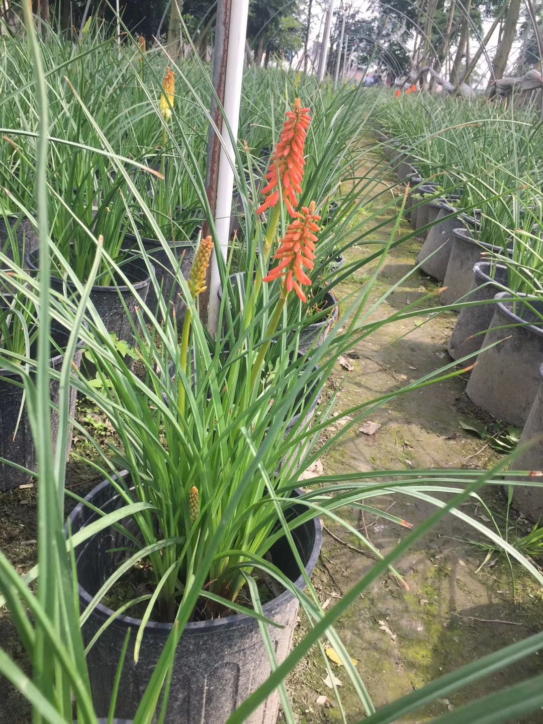  火把莲盆景 基地直销火把莲 量大从优 欢迎咨询