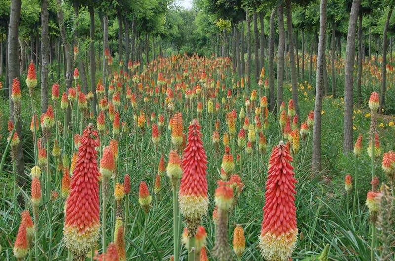  火把莲盆景 基地直销火把莲 量大从优 欢迎咨询