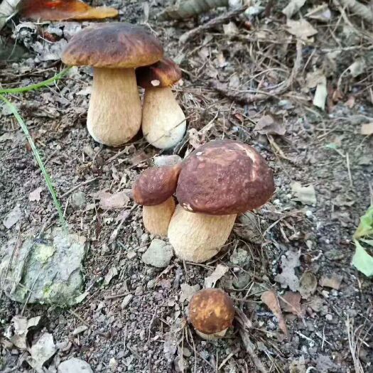 云龙县 优选牛肝菌干片