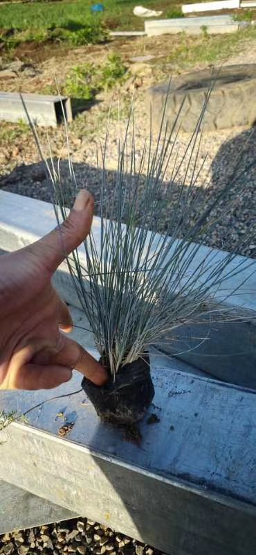  蓝羊茅，青州观赏草基地，直销各种观赏草，质量好量大规格齐全