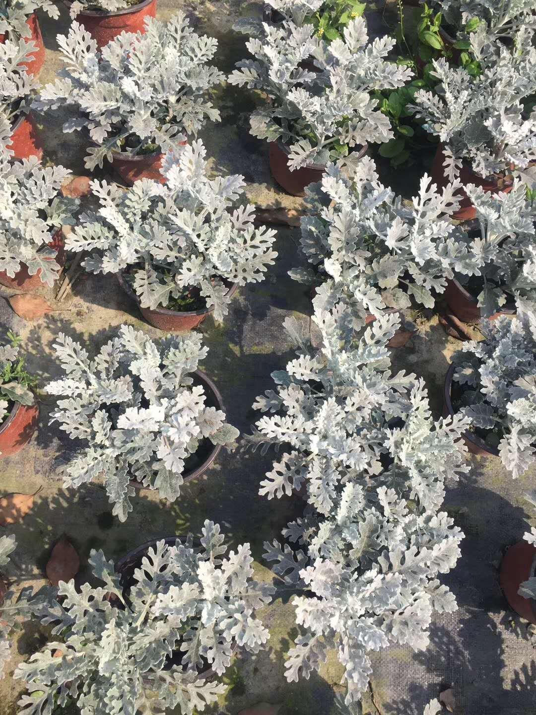  基地直销银叶菊 种植户直接批发出售 银叶菊货好价优