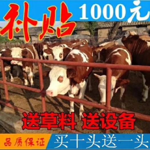 郓城县 西门塔尔肉牛犊 五元杂交肉牛犊 免费运输 保证成活率享补贴