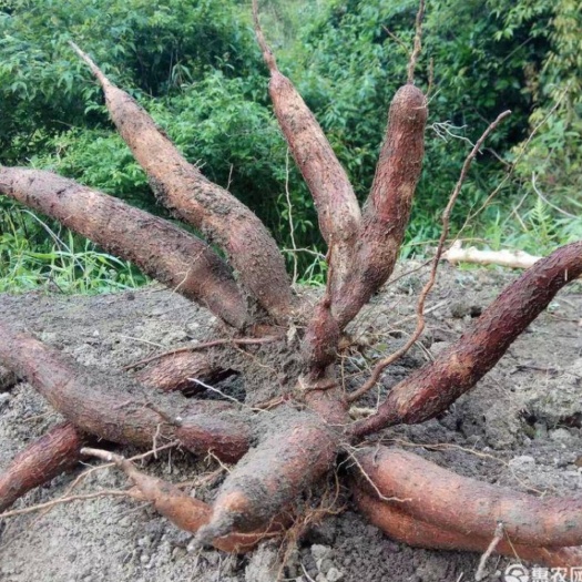  木薯
