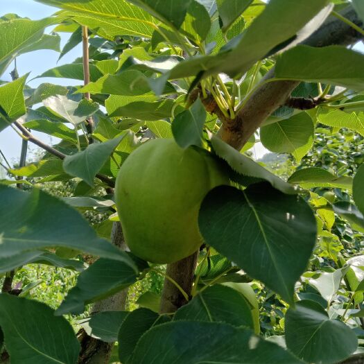 海城市 辽宁海城早熟梨即将上市，有愿意合作的联系，价格美丽，货源充足