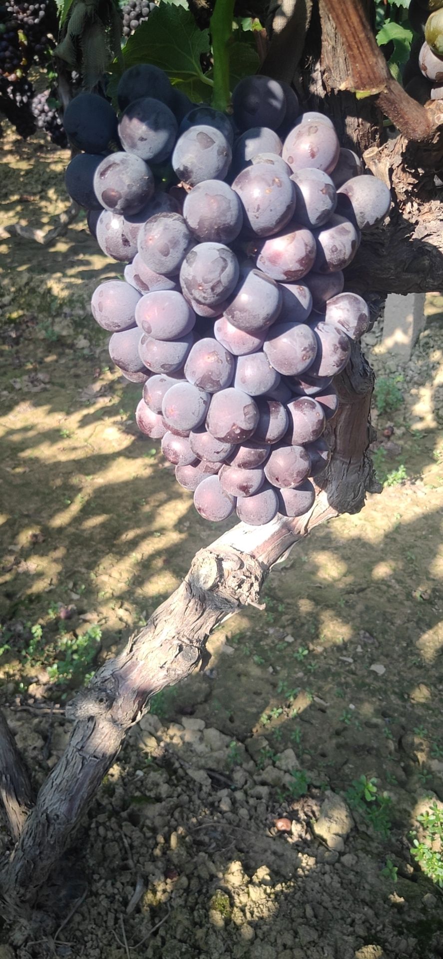 纯甜巨峰葡萄大量上市中，