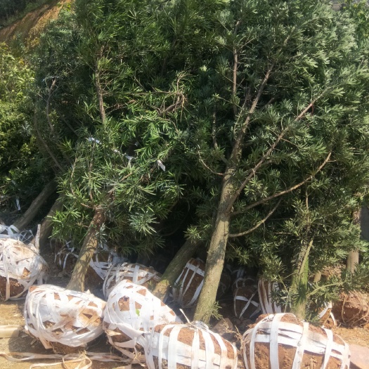 咸宁小叶罗汉松  精品罗汉松