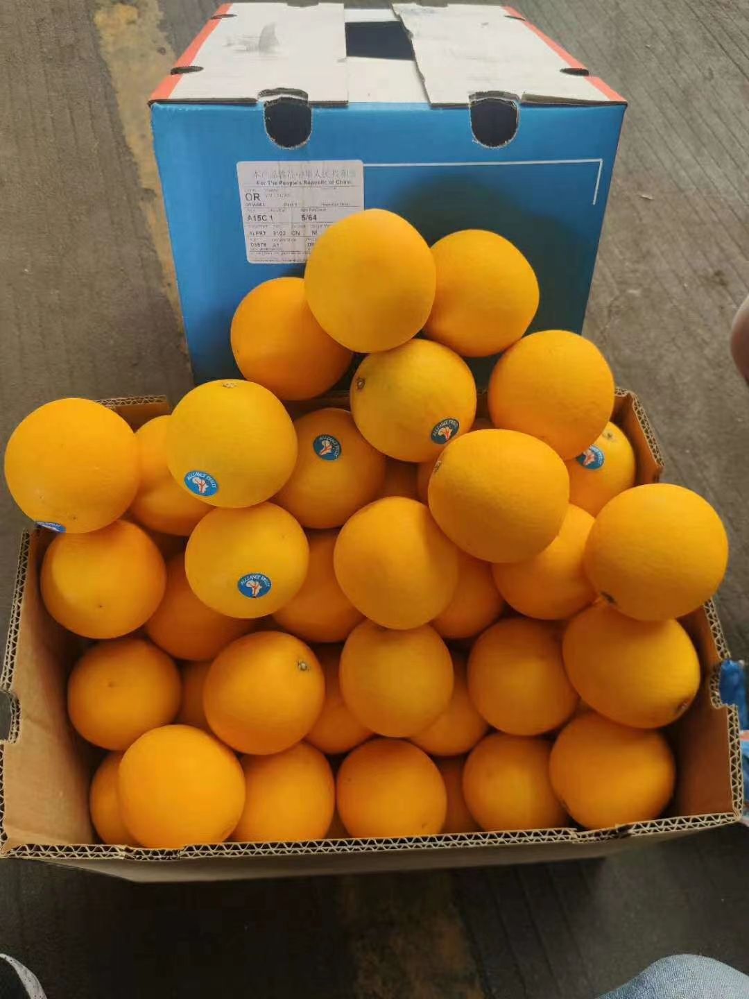 广州南非橙  夏橙 甜橙 金巴利 橙 切片榨汁专用橙子