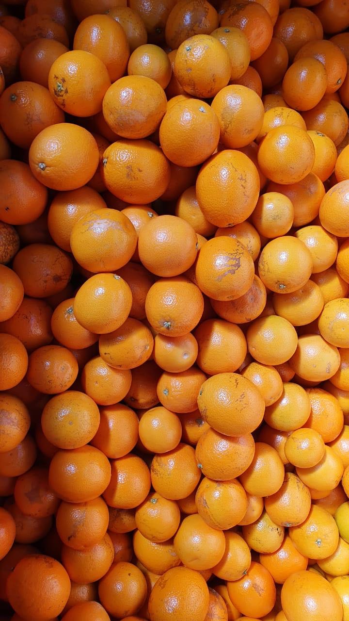 广州南非橙  南非桶装橙到货，有兴趣的朋友可以咨询