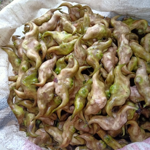 仙桃市 莲藕 菱角持续供应