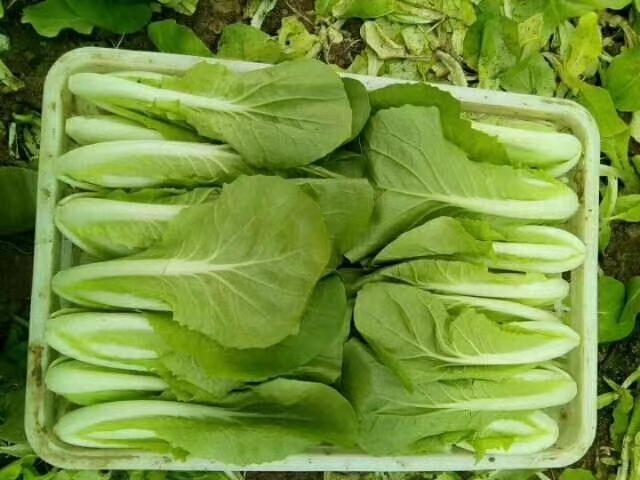 曹县快菜  《热销中》大棚精品小白菜小油菜欢迎选购保质保量