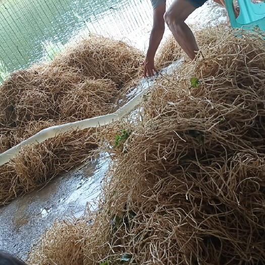 安顺 折耳根（鱼腥草）出售