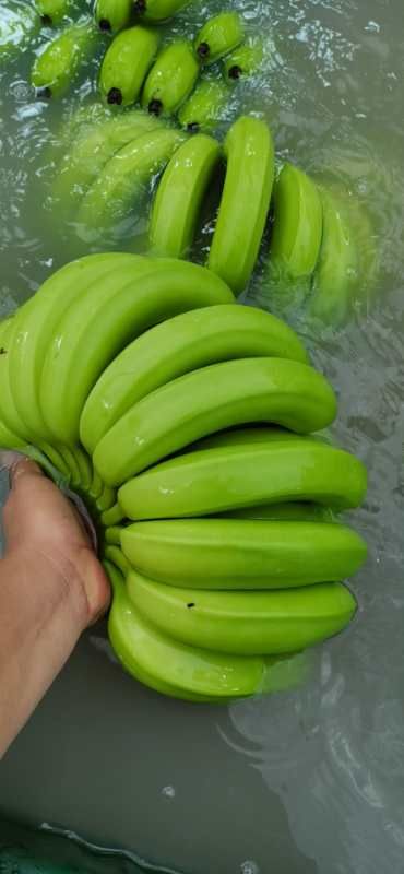 广东湛江香蕉 好货抹花 基地一手货源
