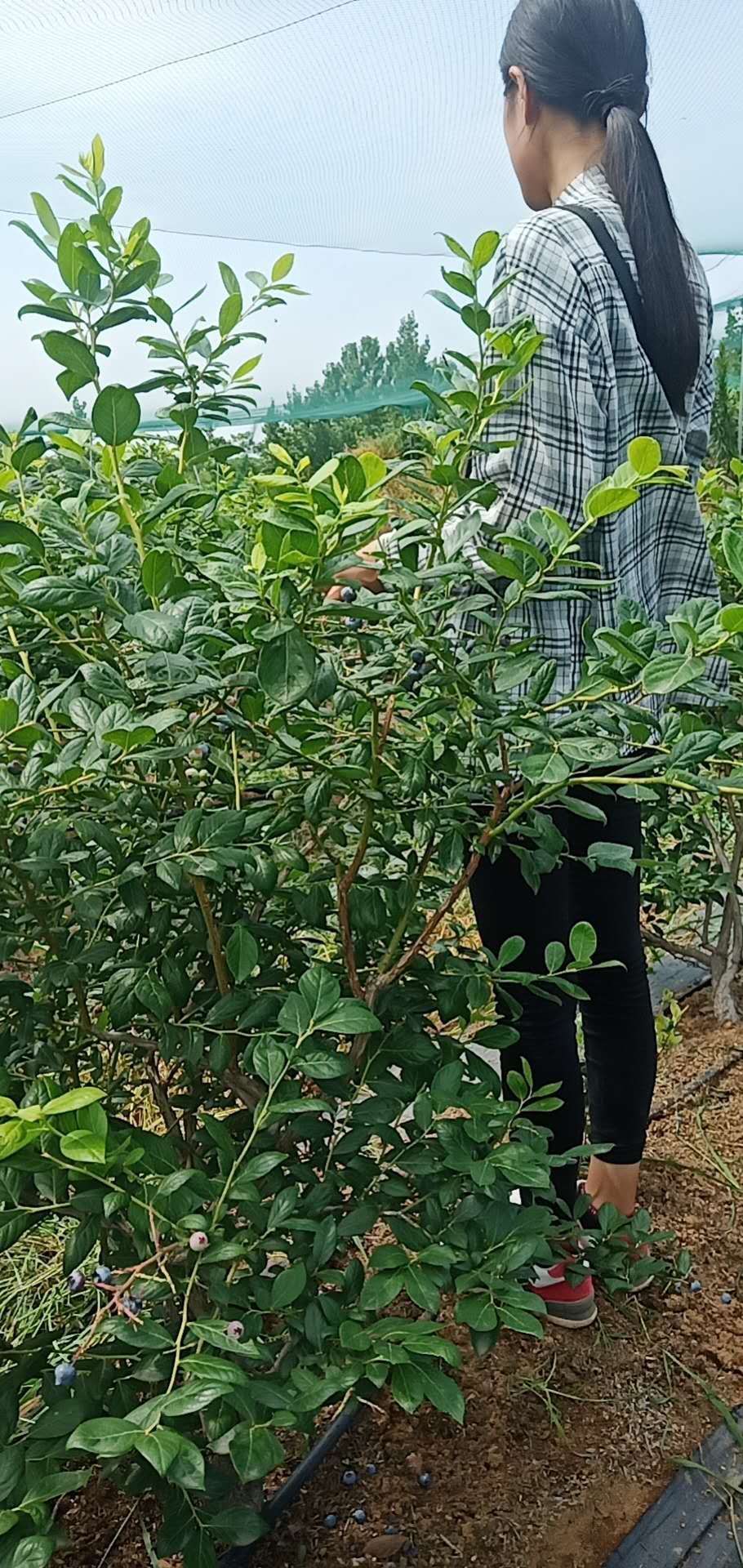 莱克西蓝莓苗  莱克西，地栽蓝莓苗，2－5年，优瑞卡，薄雾，得雷柏，绿宝石